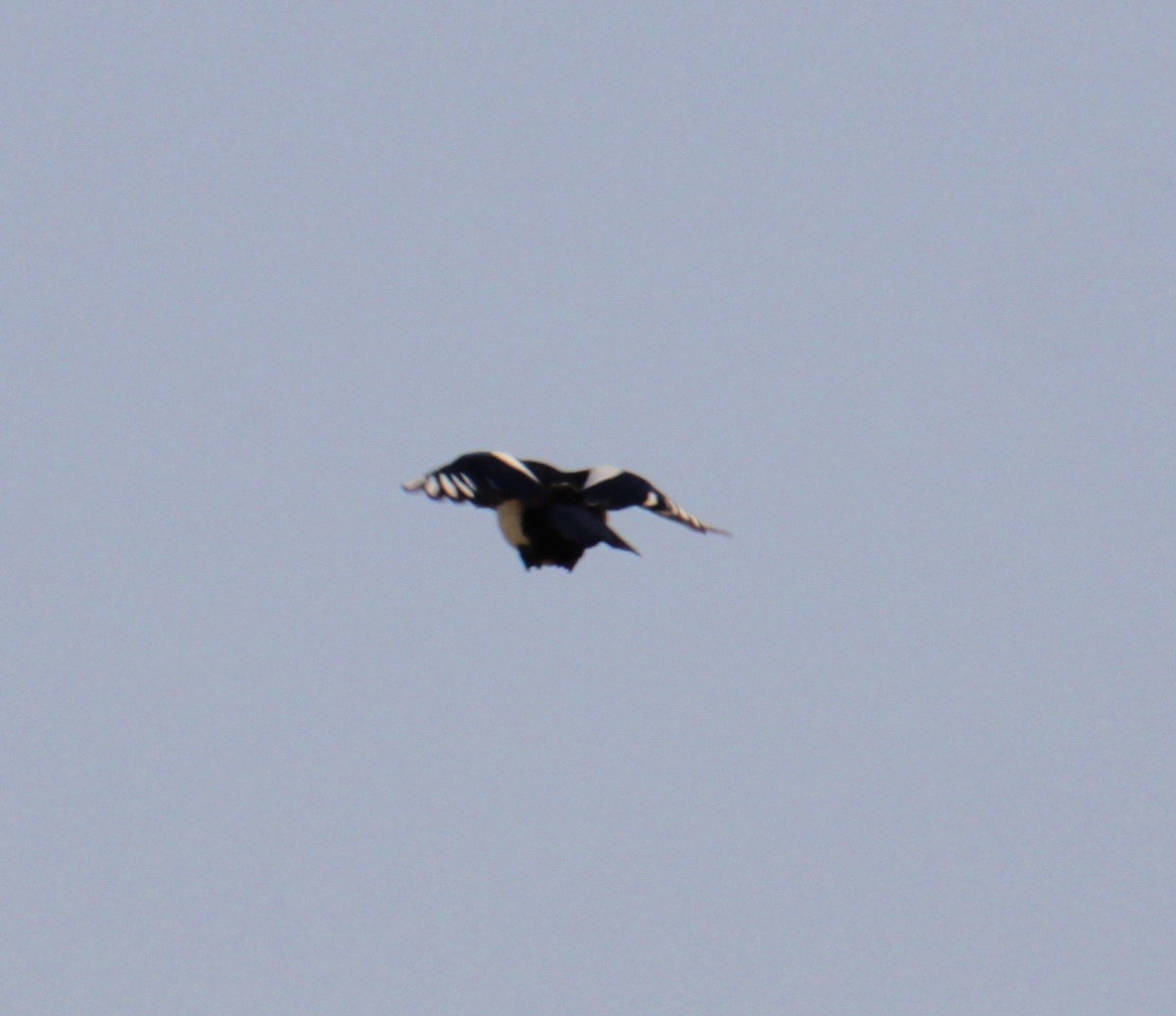 Eurasian Magpie (Eurasian) - ML620684616