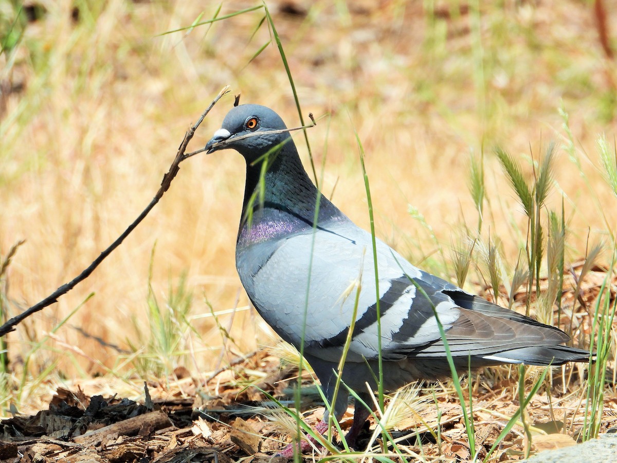 Rock Pigeon (Feral Pigeon) - ML620684618