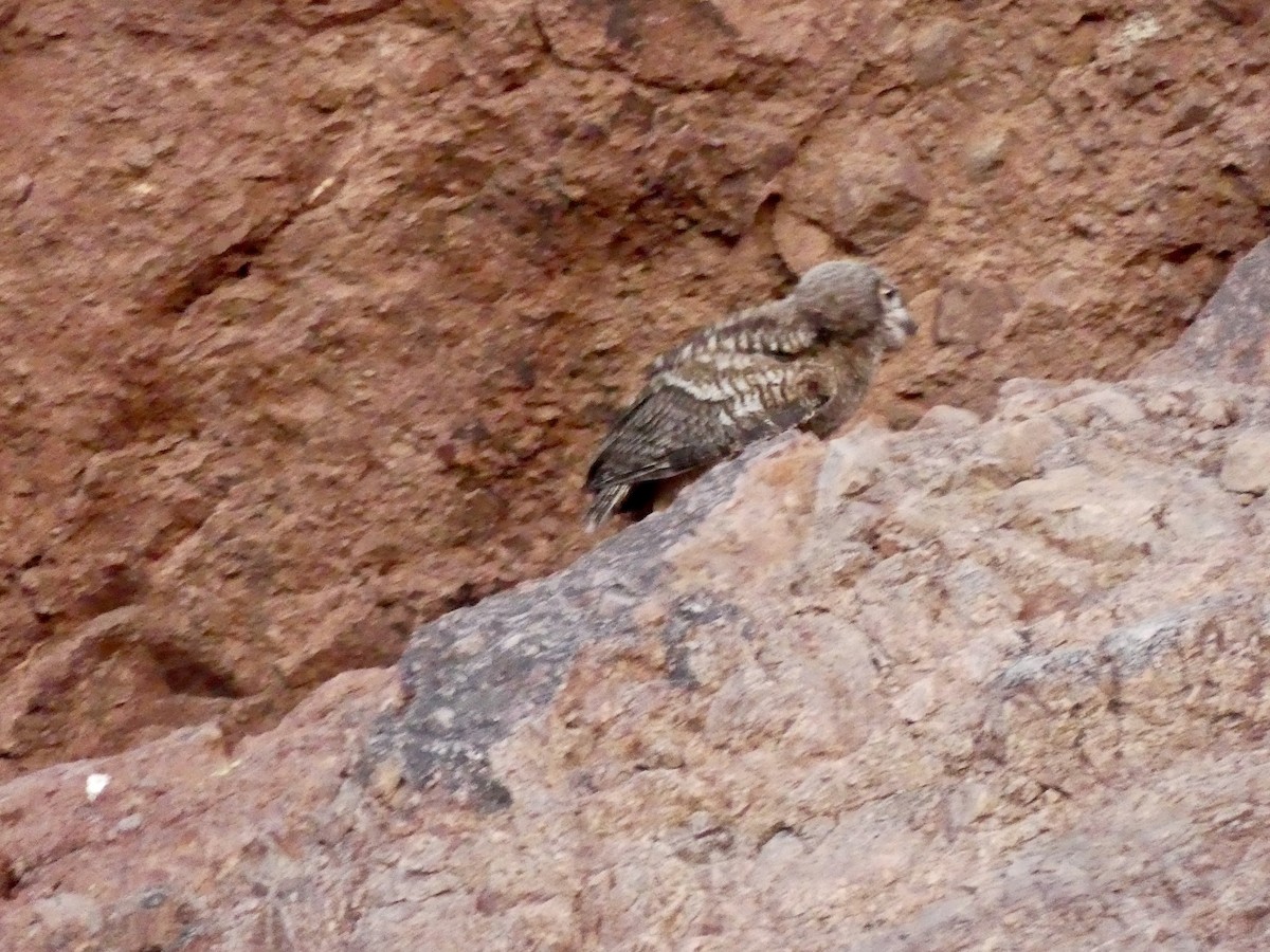 Great Horned Owl - ML620684626