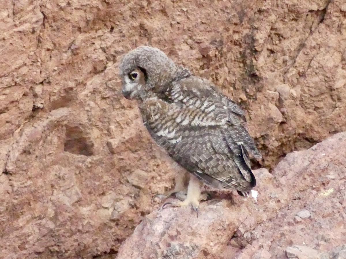 Great Horned Owl - ML620684627