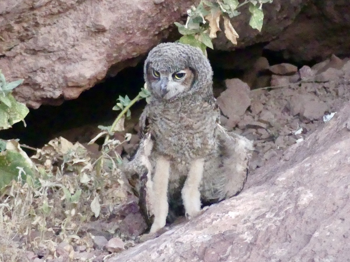 Great Horned Owl - ML620684629