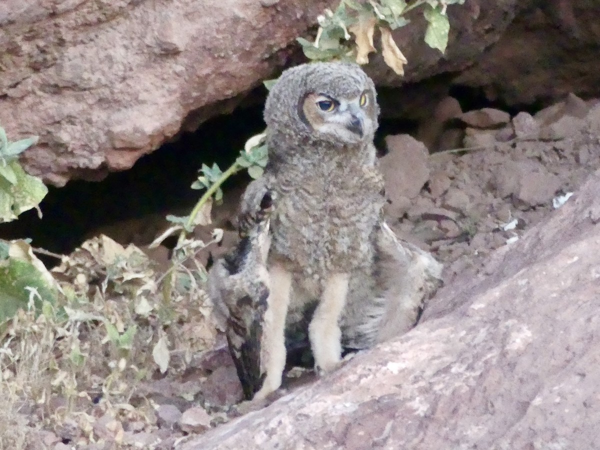 Great Horned Owl - ML620684630