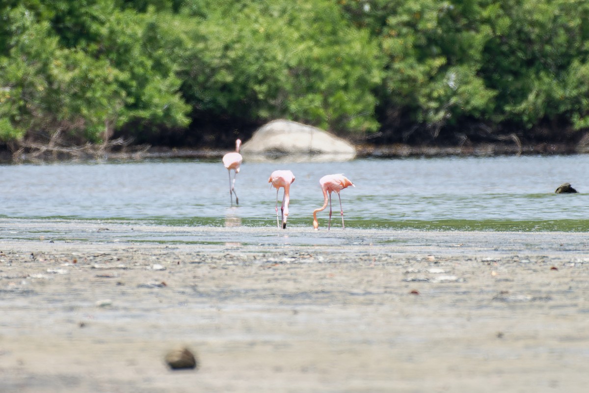 American Flamingo - ML620684631