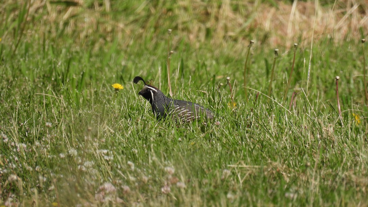 California Quail - ML620684633