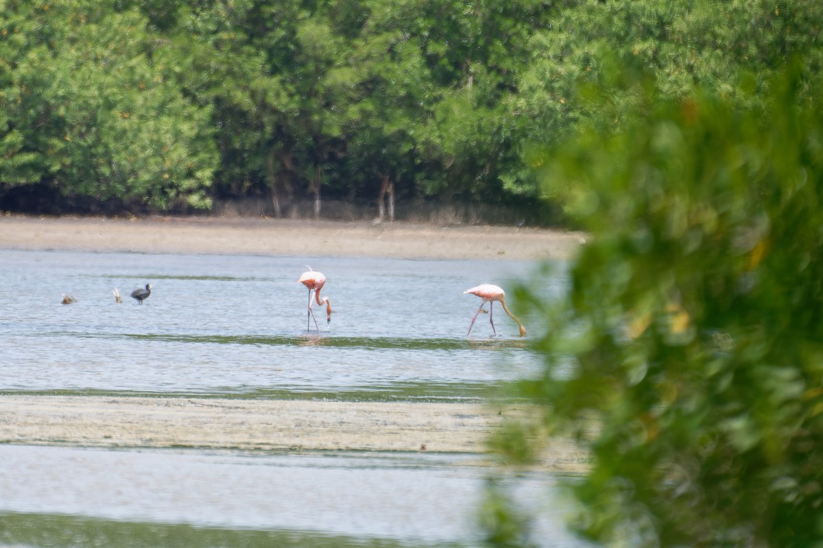 Flamant des Caraïbes - ML620684635