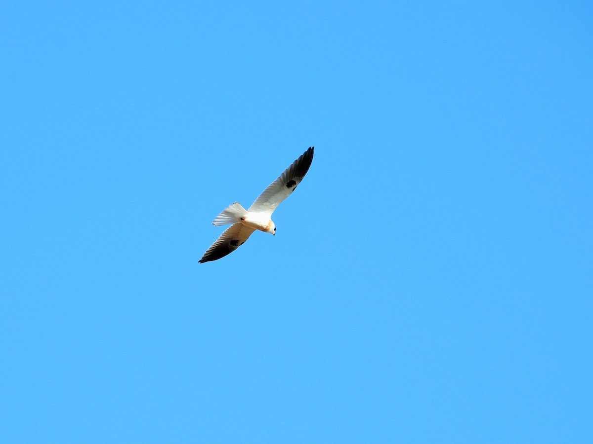 White-tailed Kite - ML620684636
