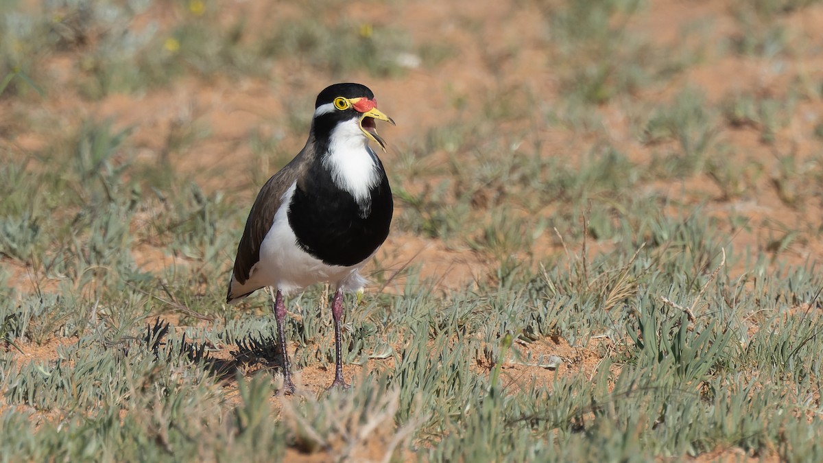 Banded Lapwing - ML620684639