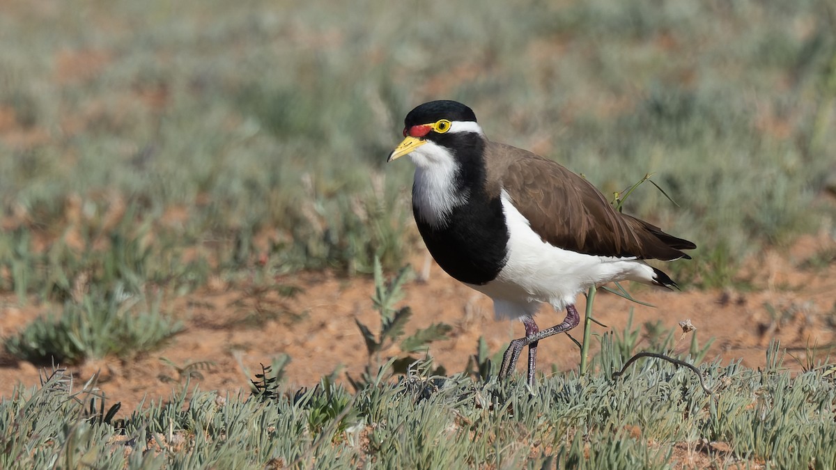 Banded Lapwing - ML620684640