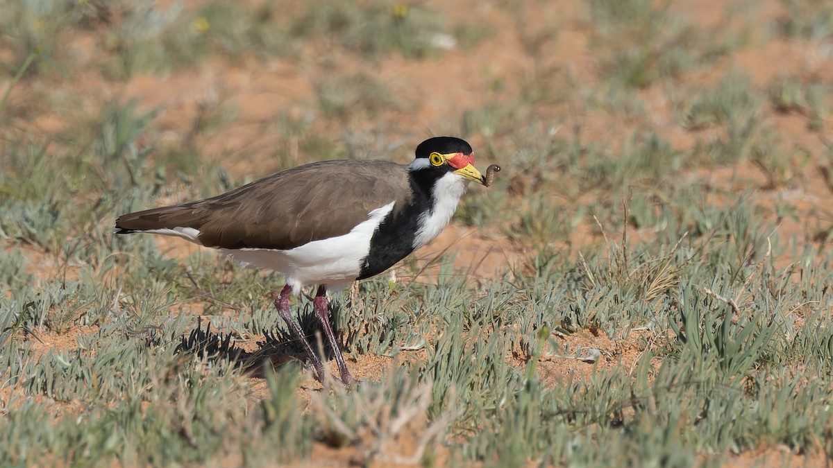 Banded Lapwing - ML620684641