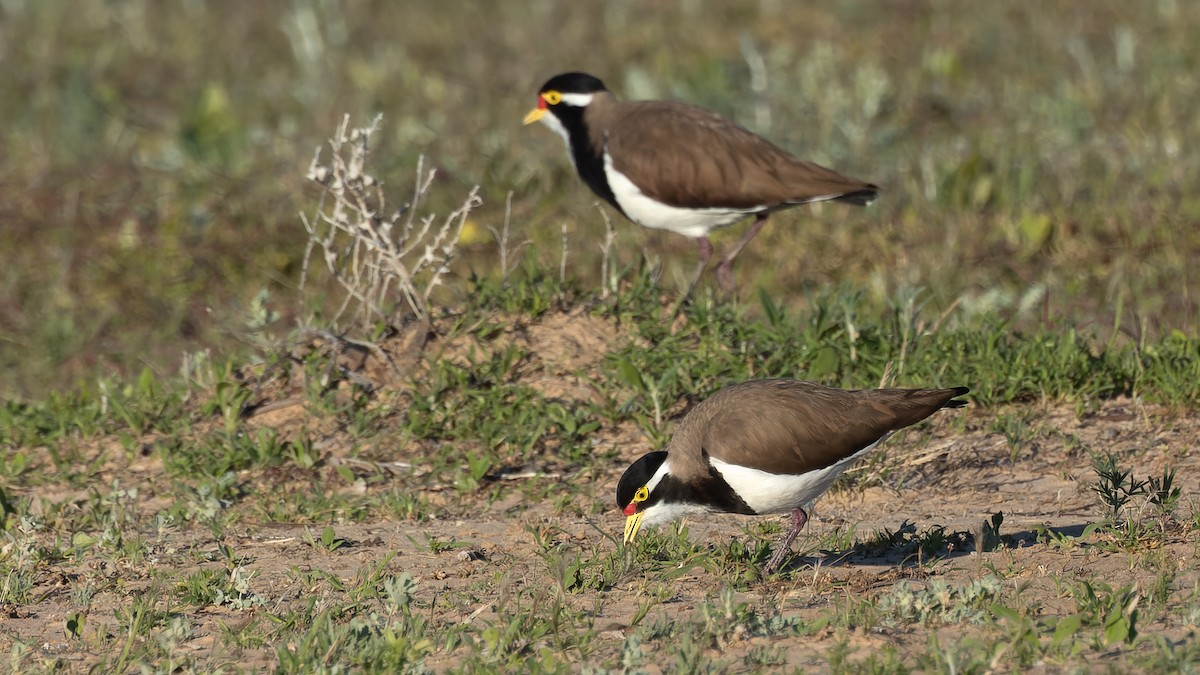 Banded Lapwing - ML620684642