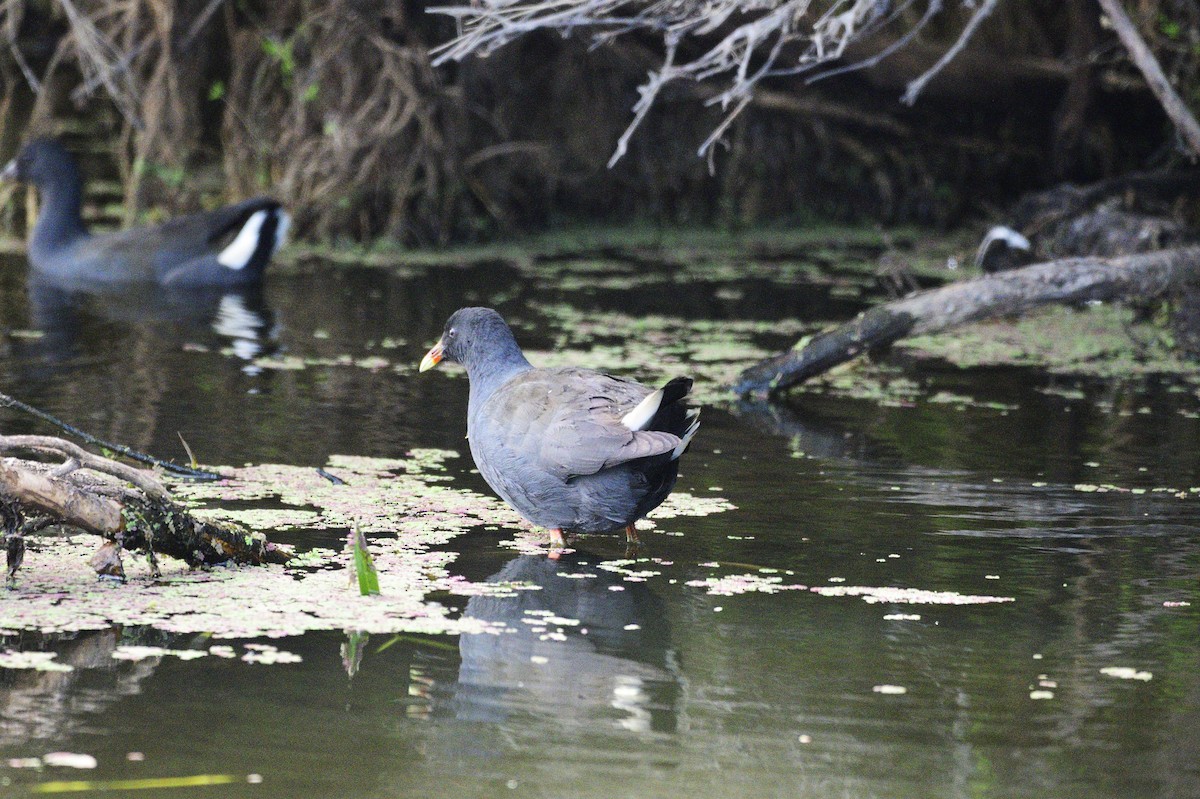 Dusky Moorhen - ML620684649