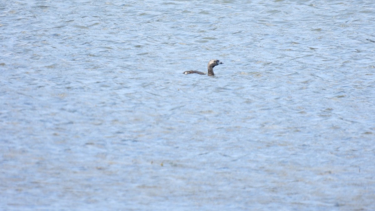 Pied-billed Grebe - ML620684650