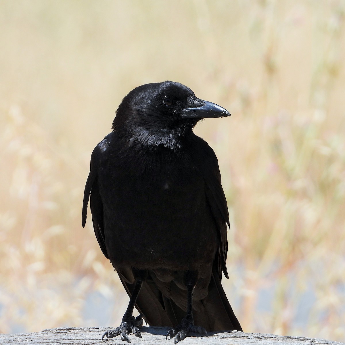 American Crow - ML620684651