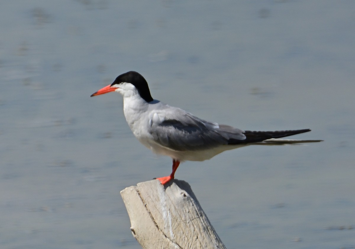 Common Tern - ML620684653