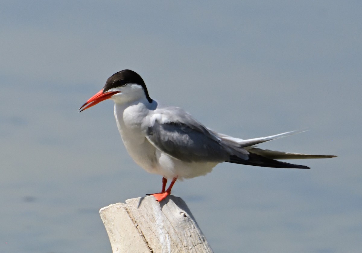 Common Tern - ML620684654