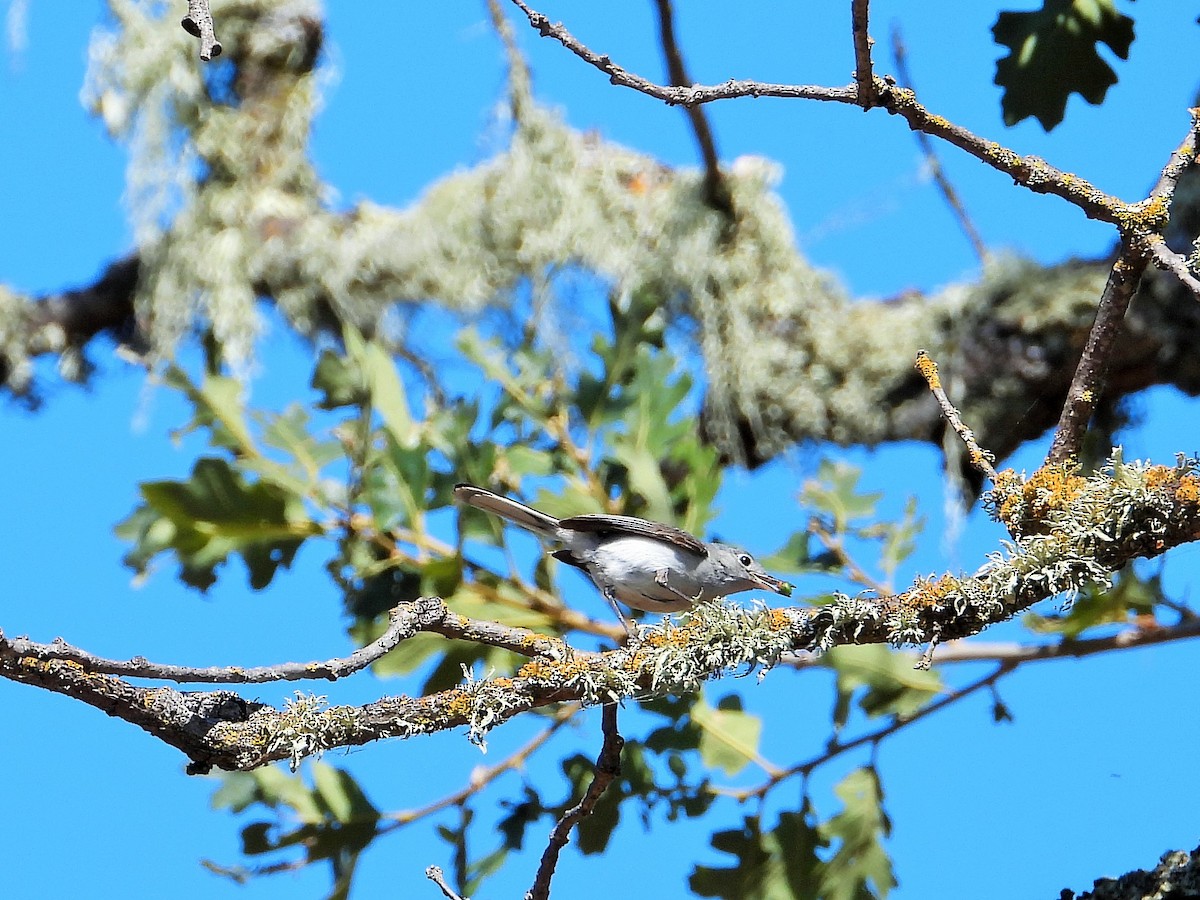 Blue-gray Gnatcatcher - ML620684659