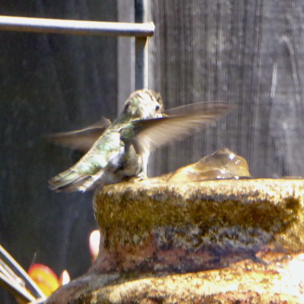 Anna's Hummingbird - ML620684661