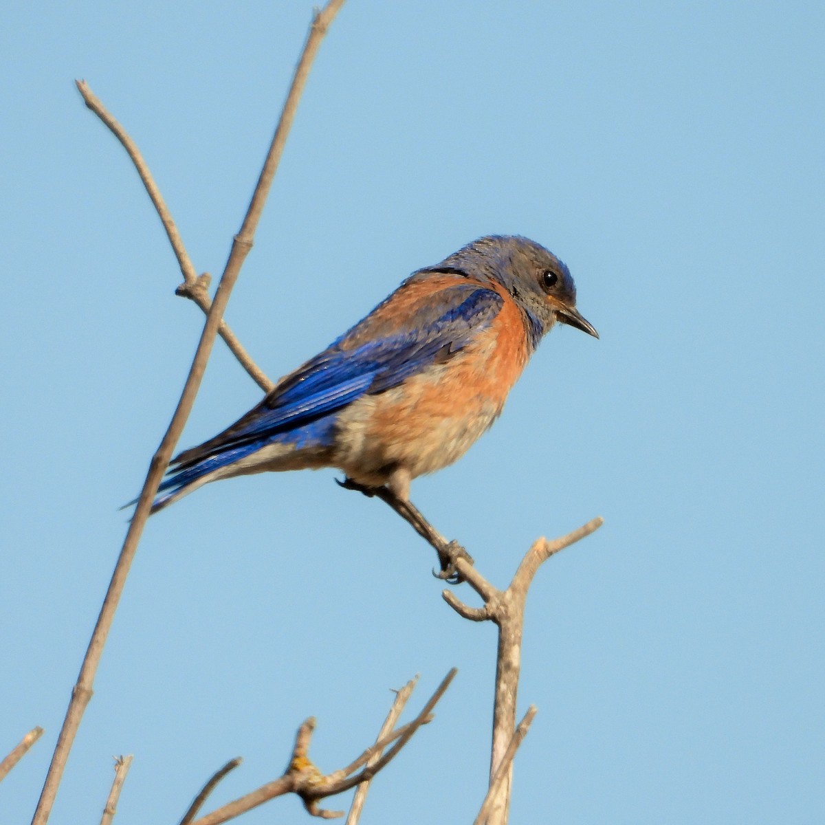 Western Bluebird - ML620684666