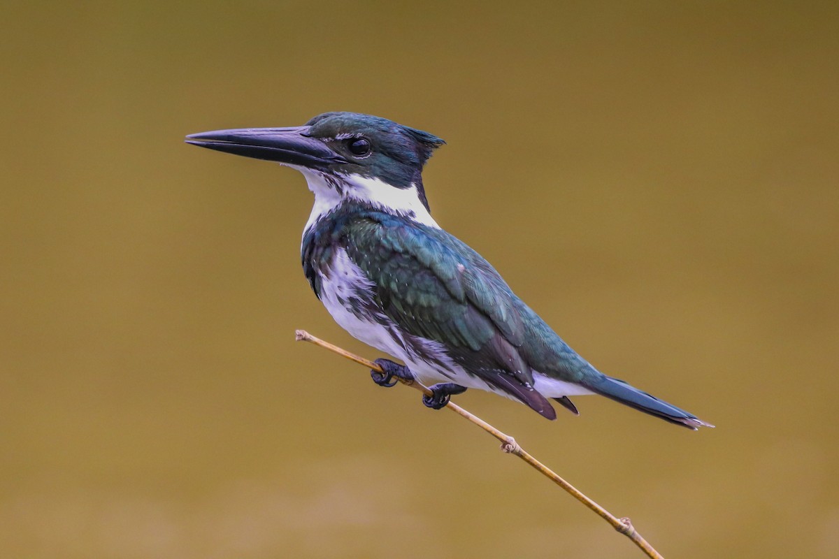 Amazon Kingfisher - ML620684667