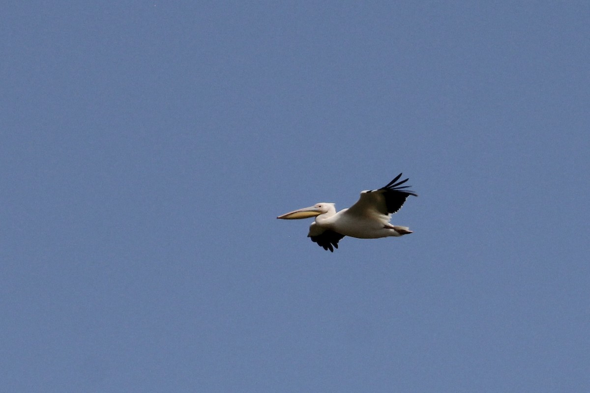 Great White Pelican - ML620684669