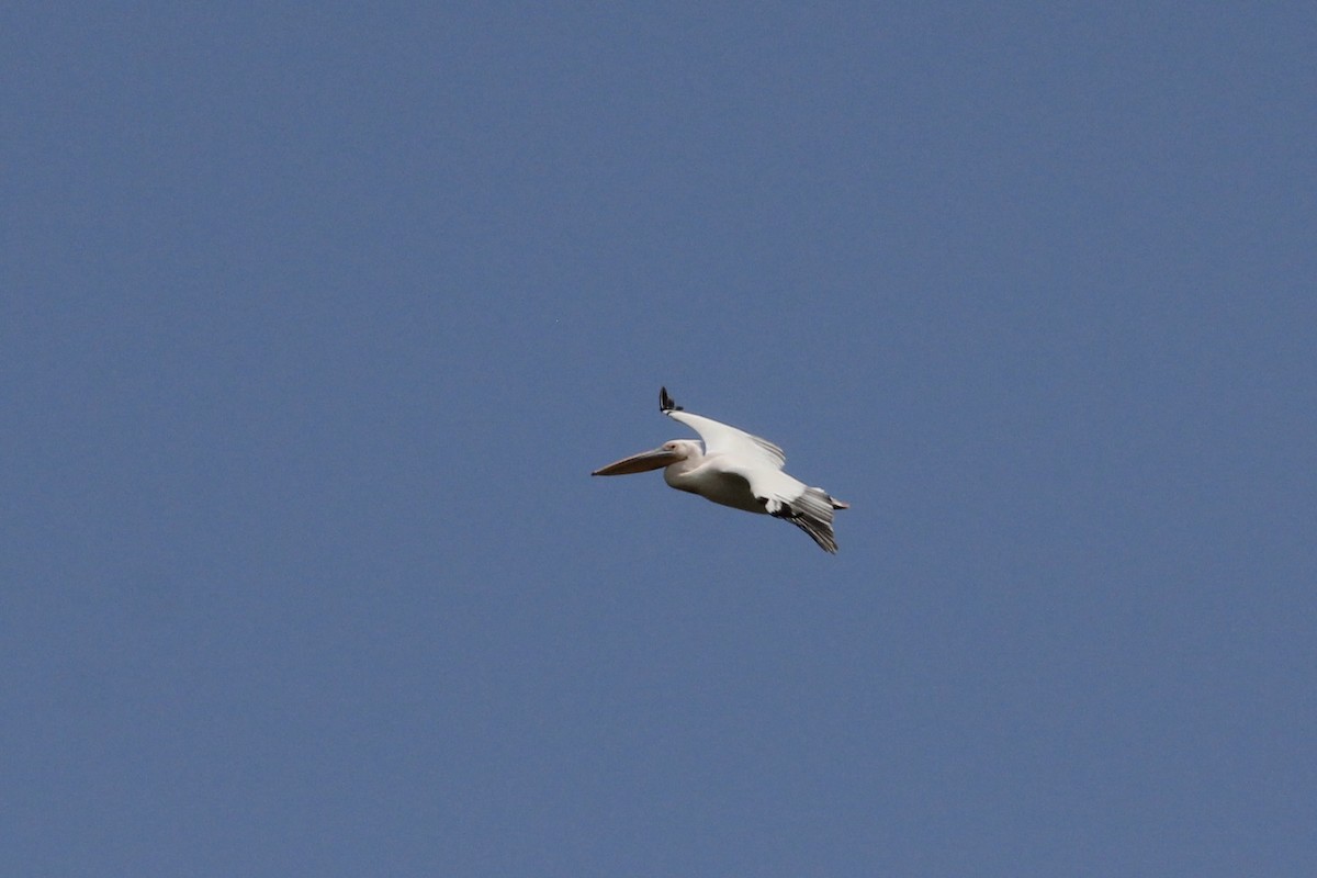 Great White Pelican - ML620684670