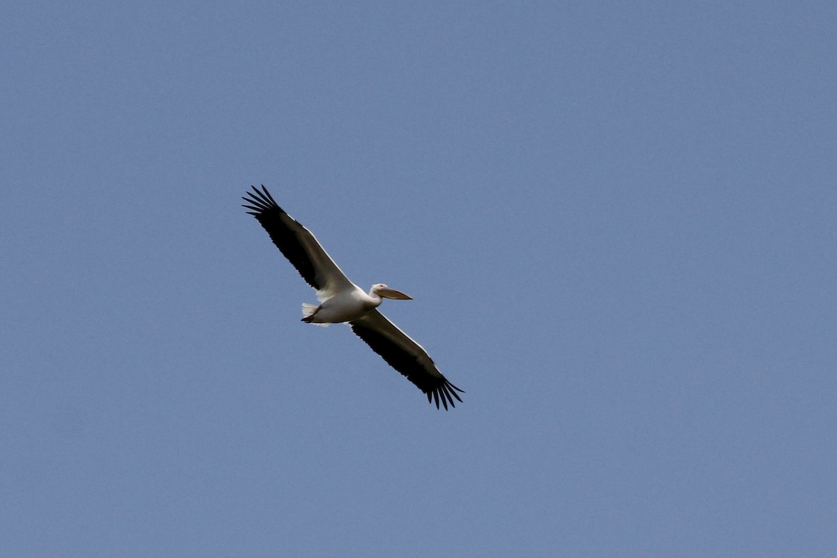 Great White Pelican - ML620684673