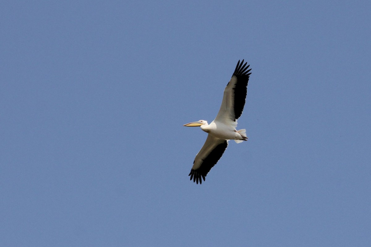 Great White Pelican - ML620684674