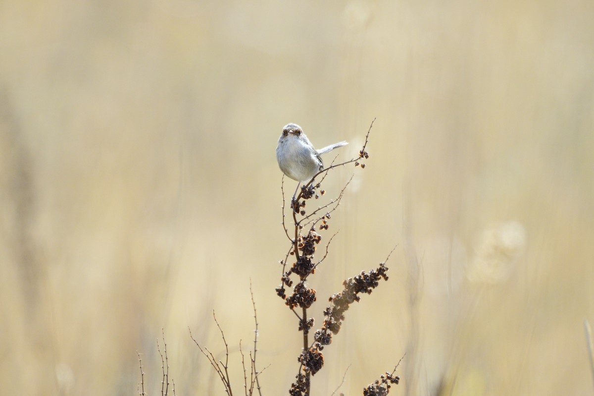 Superb Fairywren - Ken Crawley