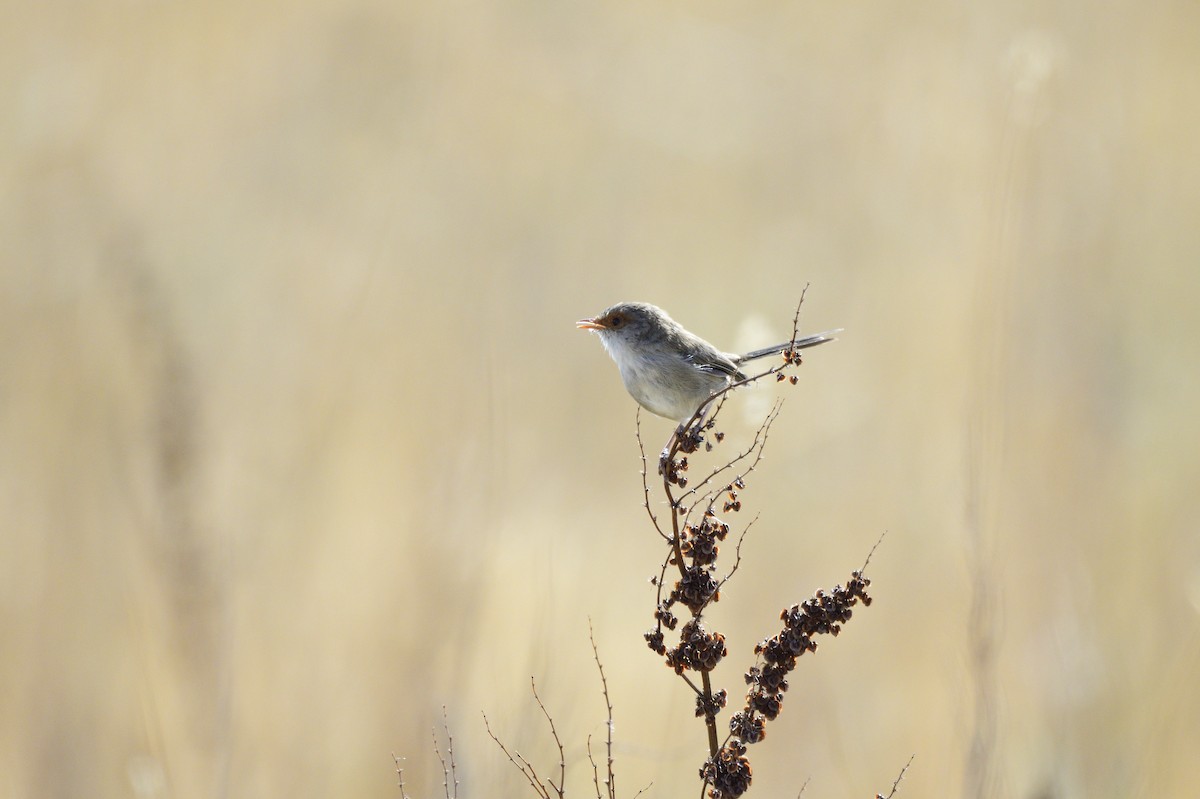 Superb Fairywren - ML620684678