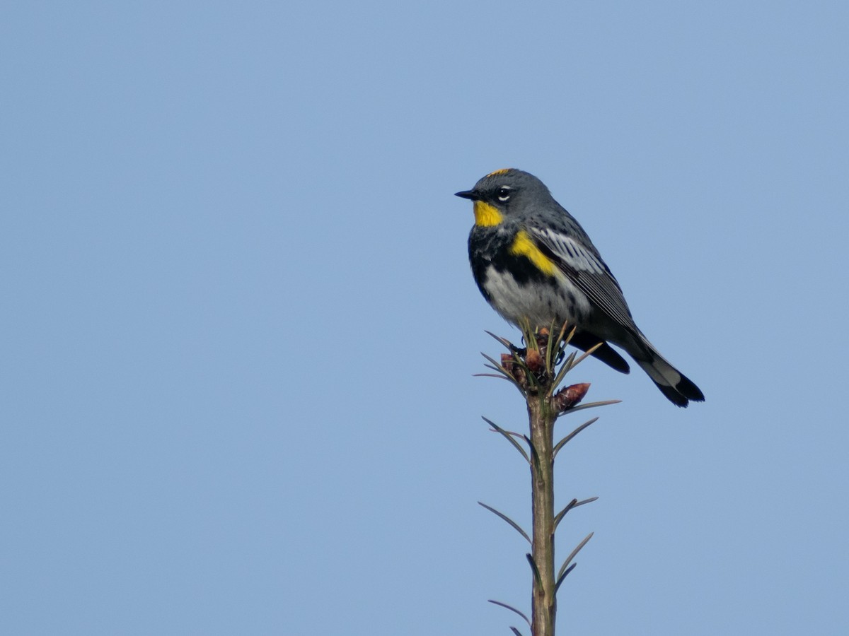 Yellow-rumped Warbler (Audubon's) - ML620684680