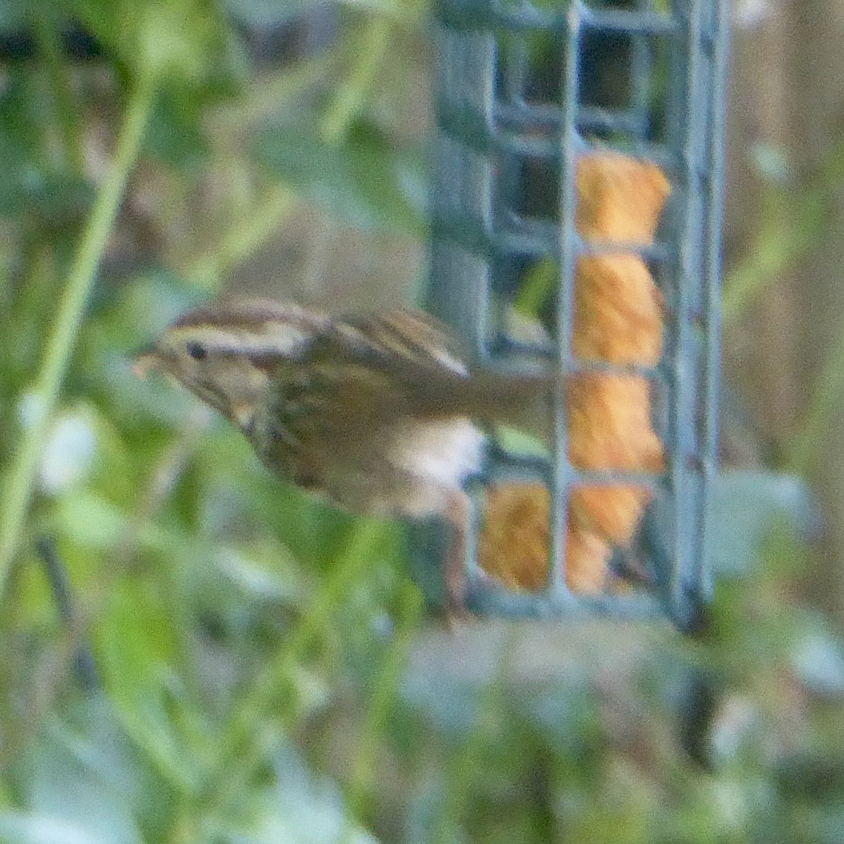 Song Sparrow - ML620684681