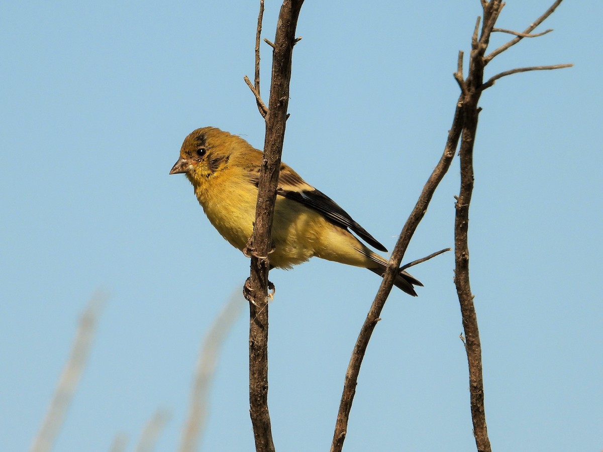 Lesser Goldfinch - ML620684682