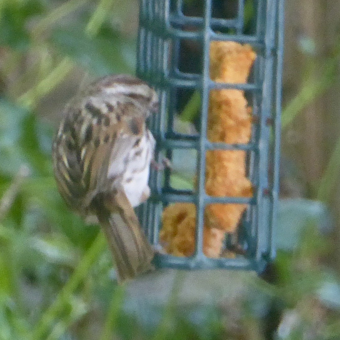 Song Sparrow - ML620684687