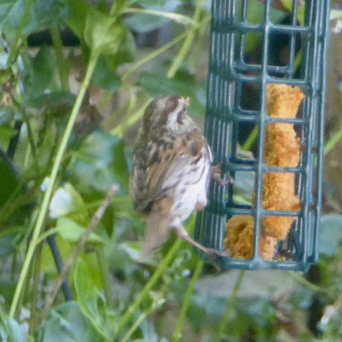 Song Sparrow - ML620684688