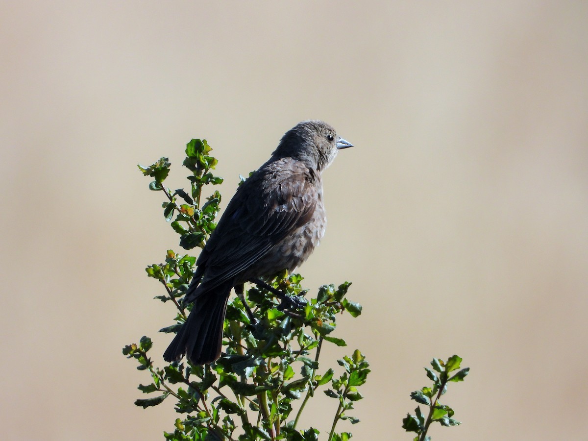 Brown-headed Cowbird - ML620684690