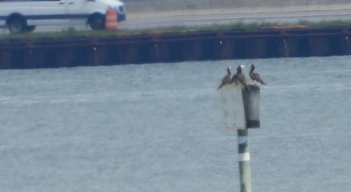 Brown Booby - ML620684691