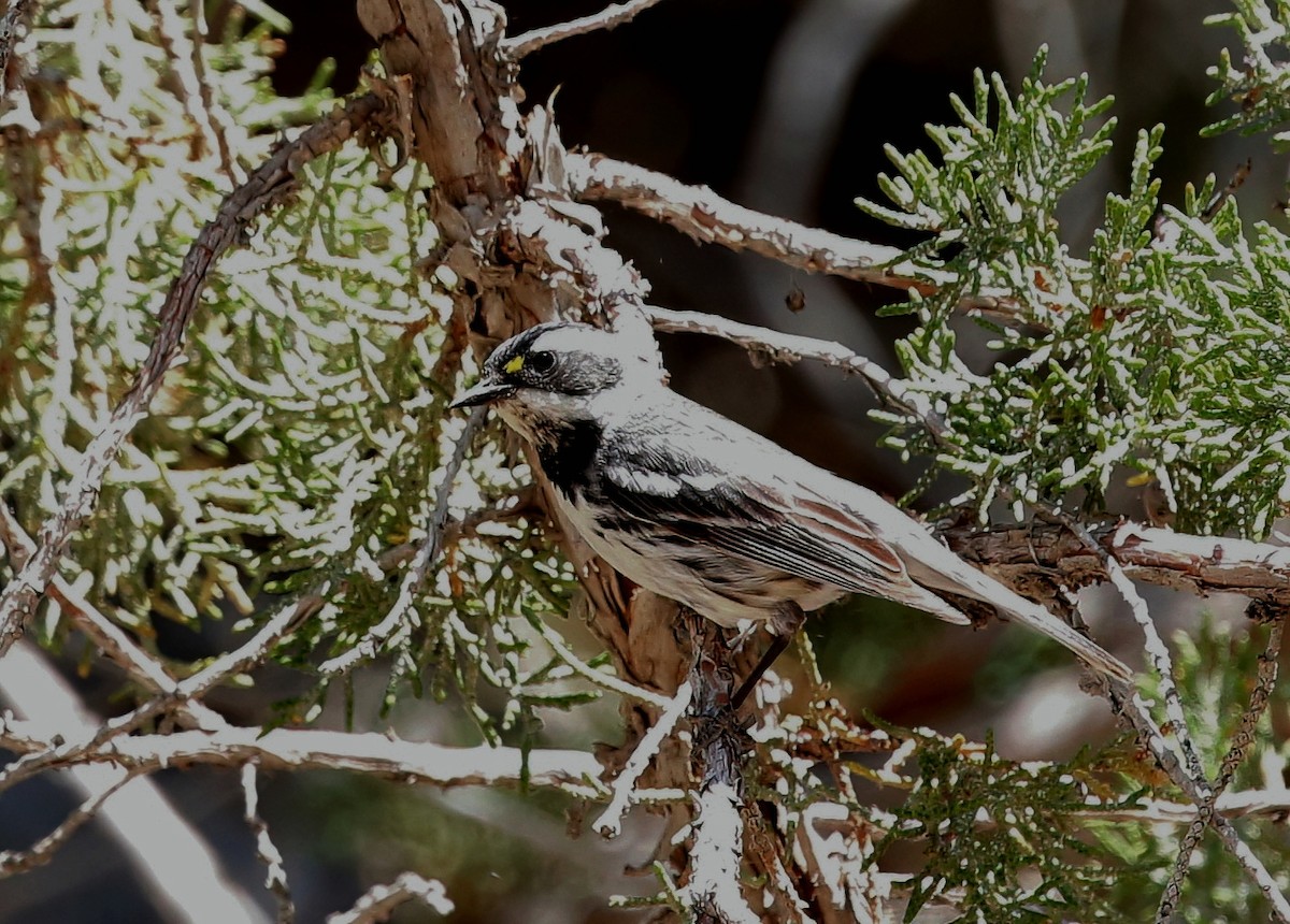 Black-throated Gray Warbler - ML620684693