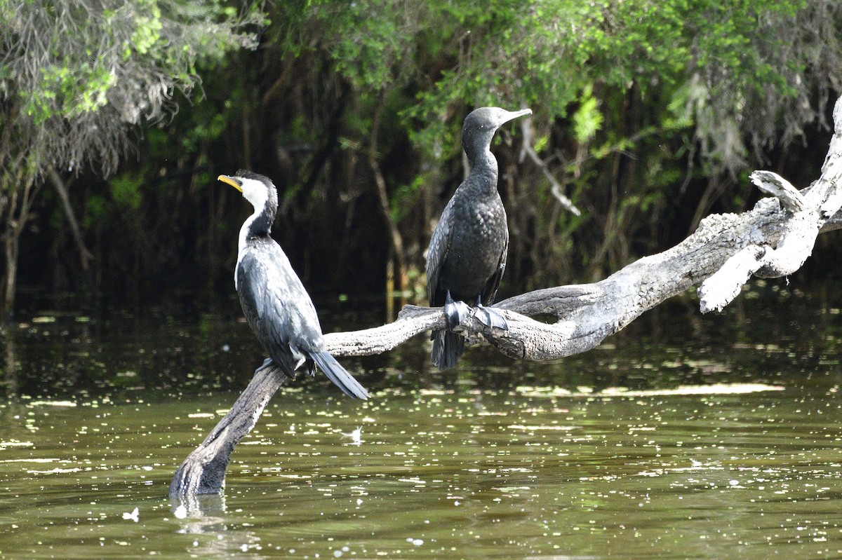 Little Pied Cormorant - ML620684696