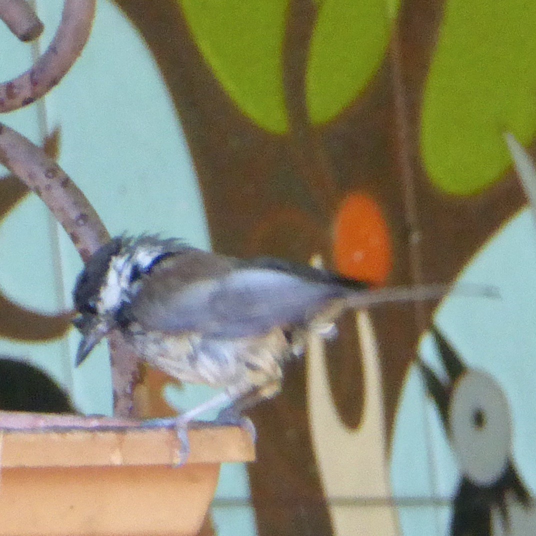 Chestnut-backed Chickadee - ML620684701