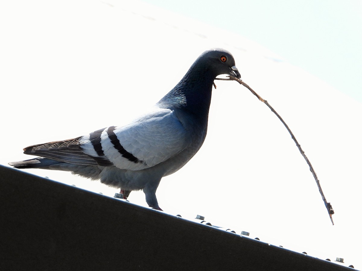 Rock Pigeon (Feral Pigeon) - ML620684702