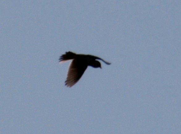 Eurasian Skylark (European) - ML620684703