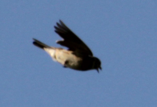 Eurasian Skylark (European) - ML620684704