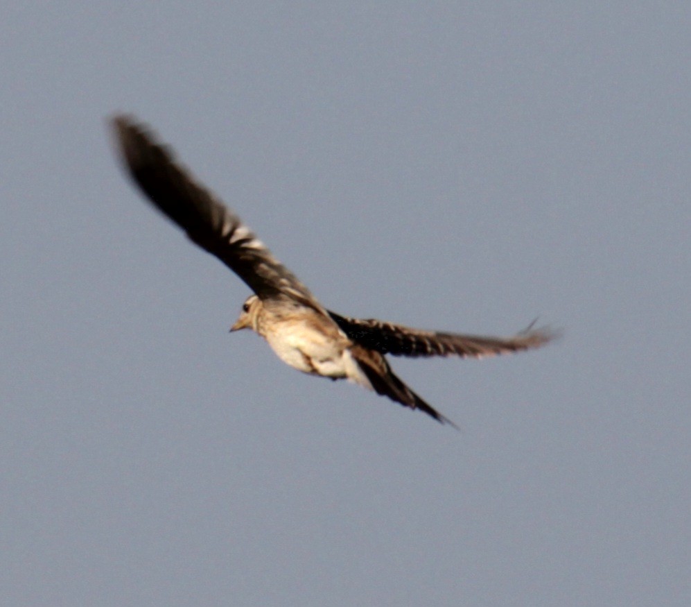 Eurasian Skylark (European) - ML620684705