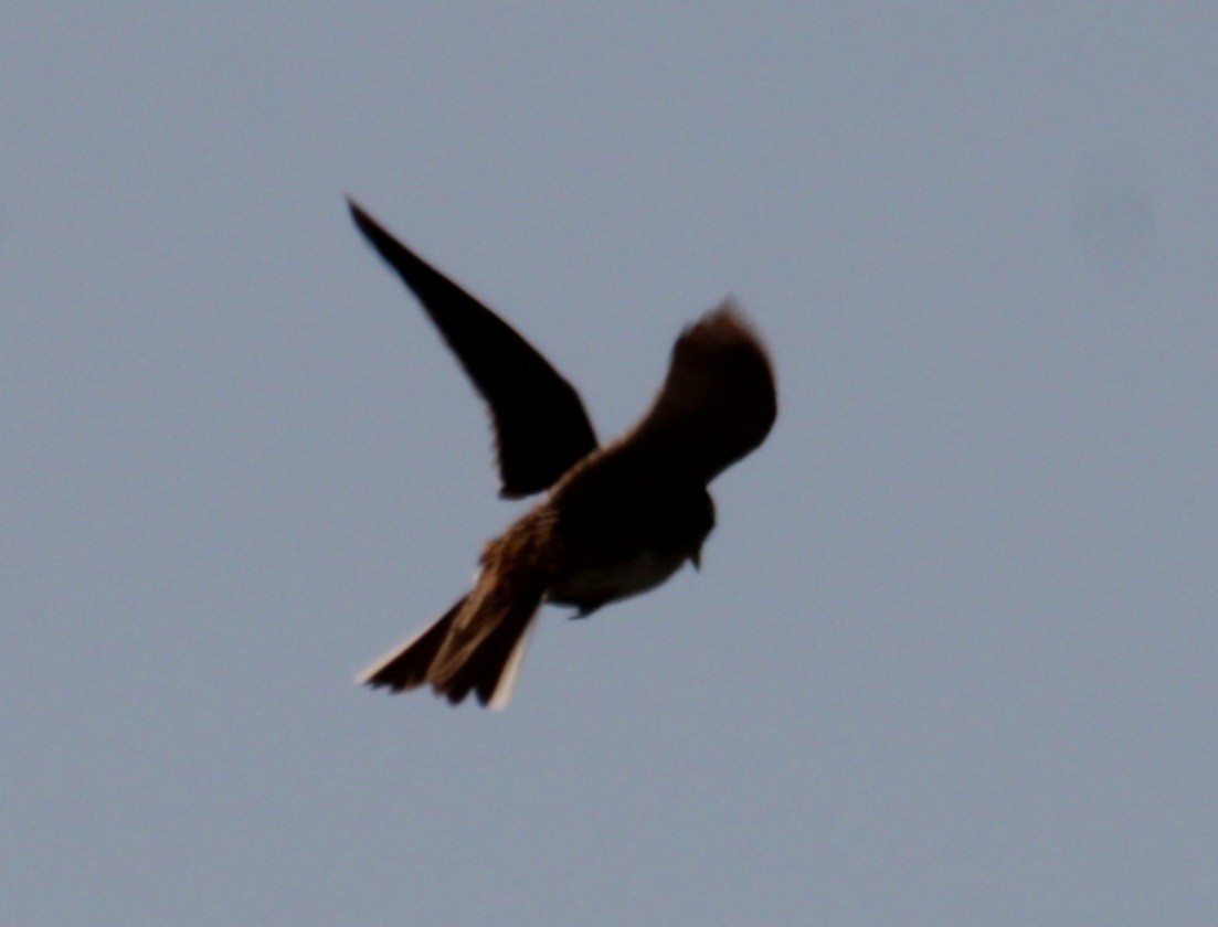 Eurasian Skylark (European) - ML620684706