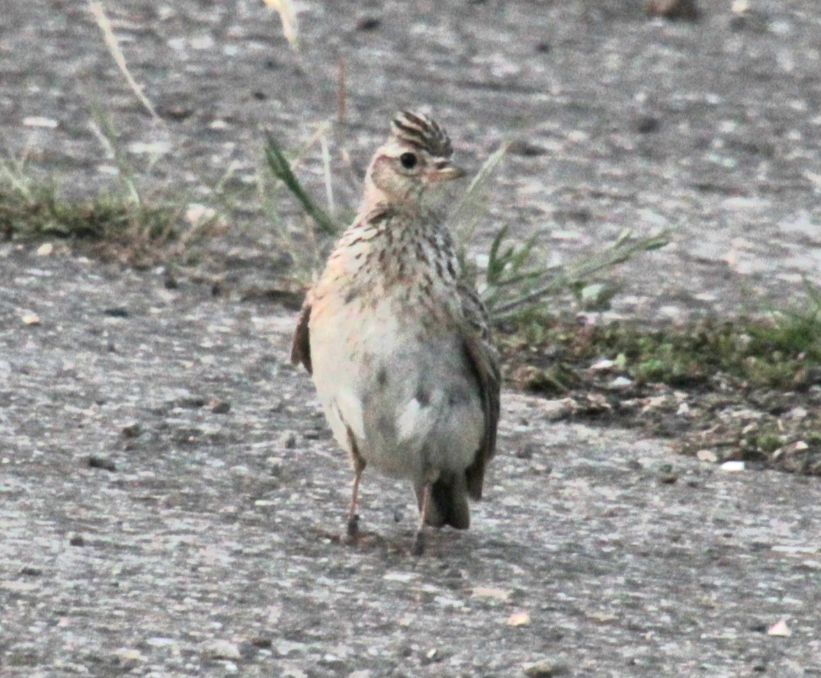 Eurasian Skylark (European) - ML620684707