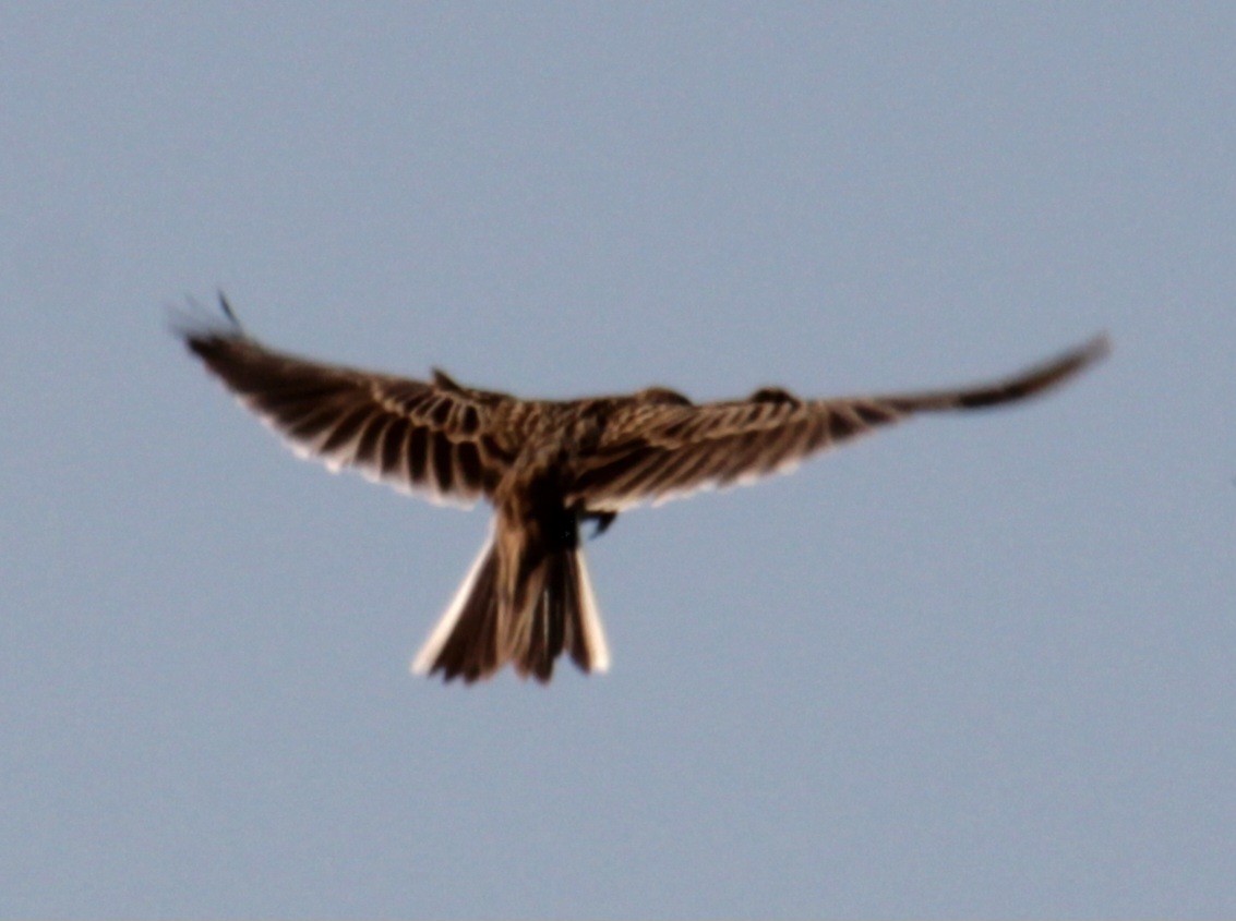 Eurasian Skylark (European) - ML620684708