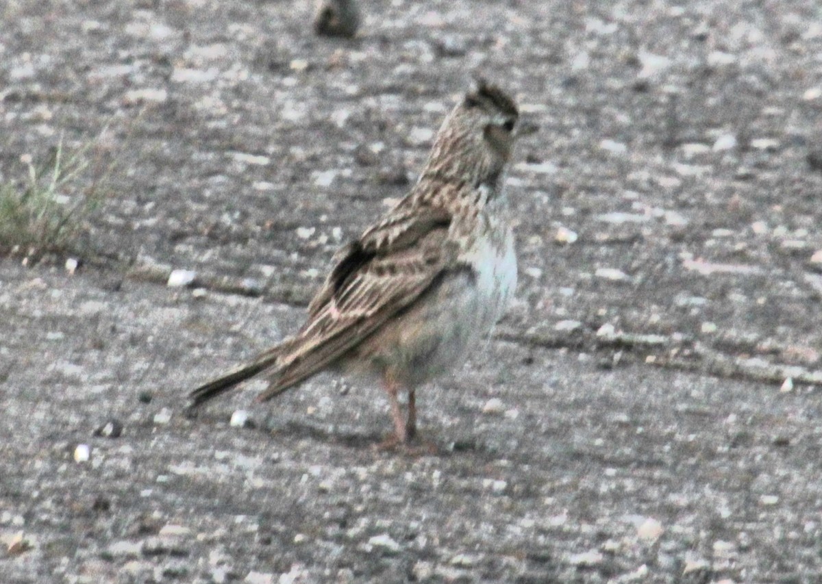 Eurasian Skylark (European) - ML620684709