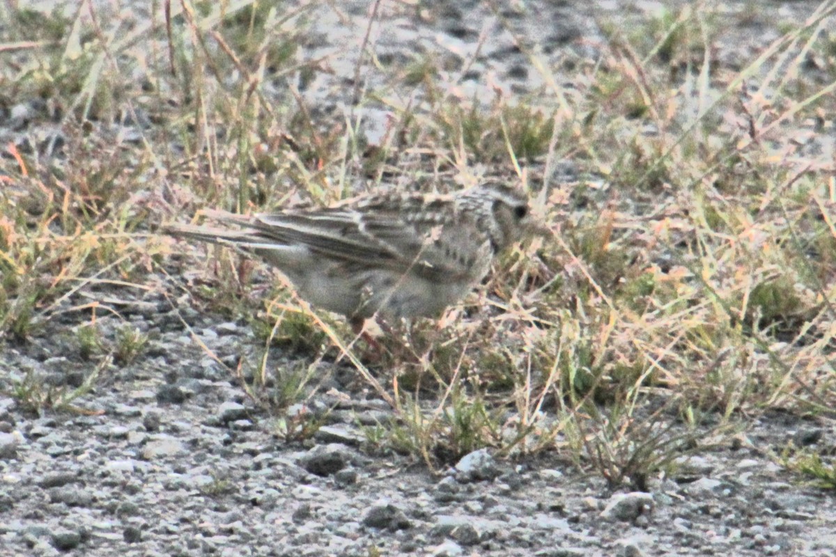 Eurasian Skylark (European) - ML620684710