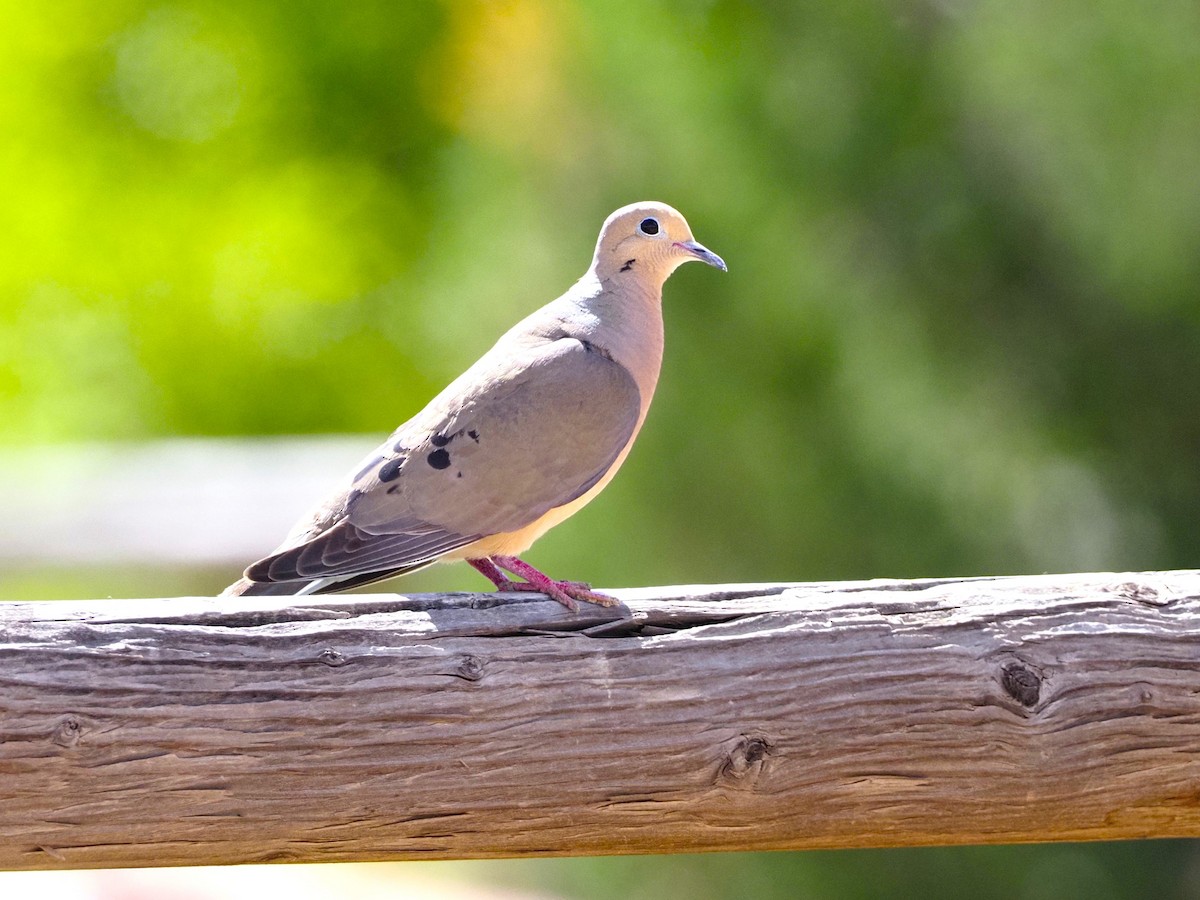 Mourning Dove - ML620684713