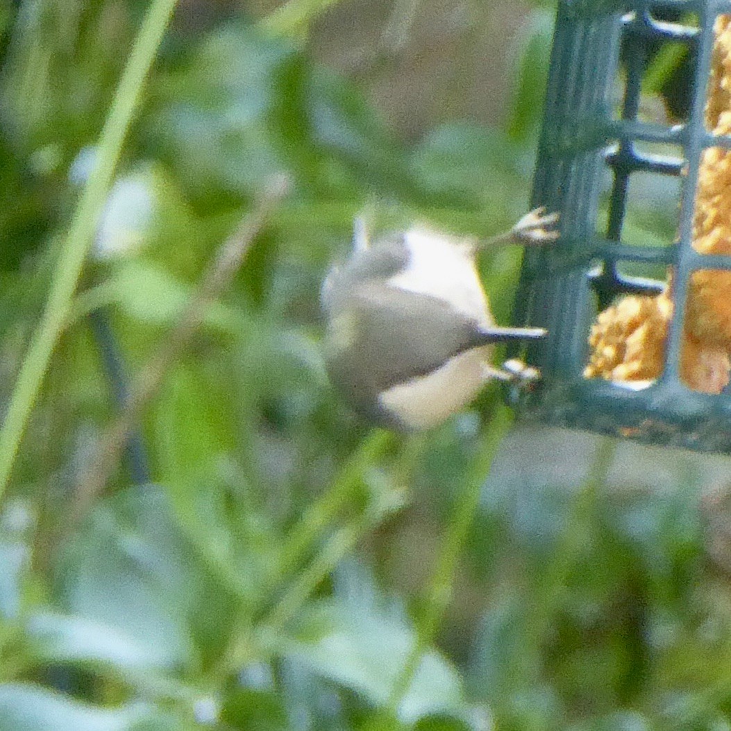 Pygmy Nuthatch - ML620684714